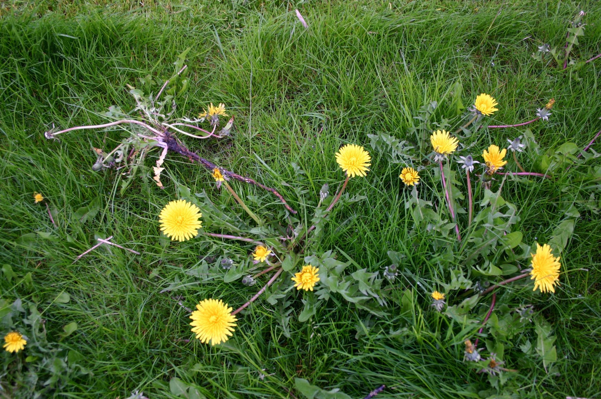 Leuchtend gelber Löwenzahn und grüne Blätter gedeihen im saftigen Gras - eine perfekte Kulisse für Fans des WORKSHOPs Haben Sie schon Rasen oder immer noch Gras?" am Sa. 28.03.2026 in der Königlichen Gartenakademie.