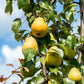 Nahaufnahme eines Birnbaumzweigs mit reifen gelben Birnen und grünen Blättern unter blauem Himmel, aus der Zwei-Tages-Masterclass Obstbaumschnitt für Profis (Königliche Gartenakademie), Do 15.01.2026-Fr 16.01.2026.