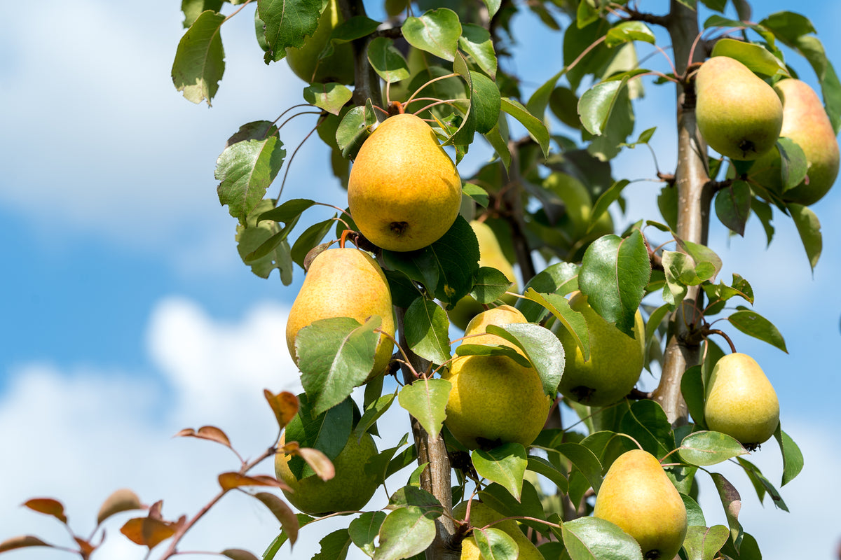 Nahaufnahme eines Birnbaumzweigs mit reifen gelben Birnen und grünen Blättern unter blauem Himmel, aus der Zwei-Tages-Masterclass Obstbaumschnitt für Profis (Königliche Gartenakademie), Do 15.01.2026-Fr 16.01.2026.