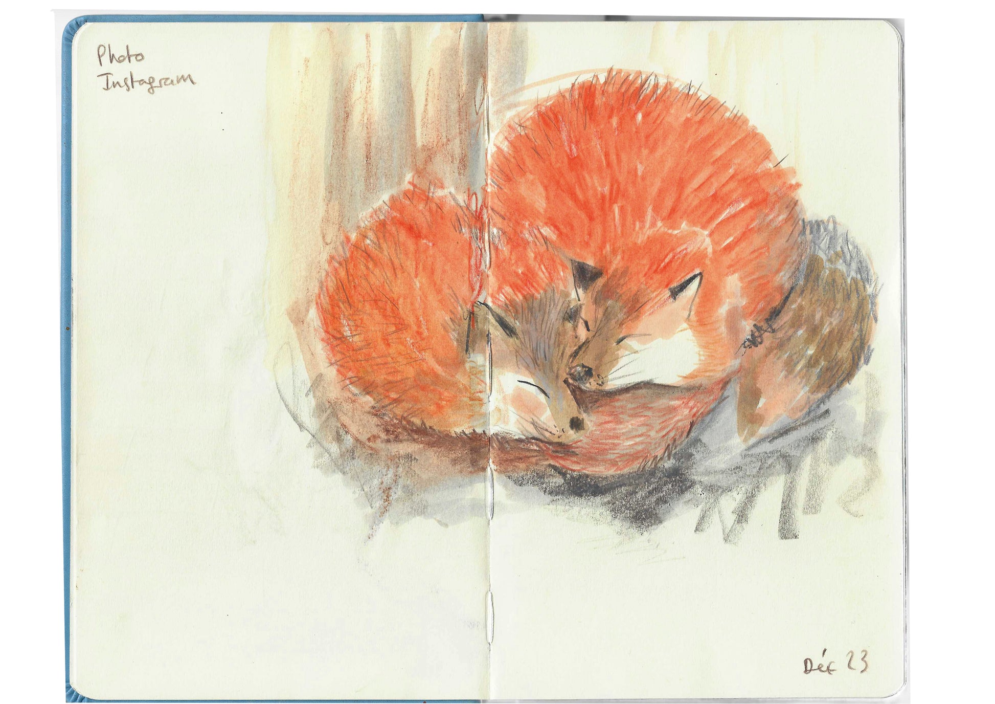 Eine Skizzenbuchzeichnung von zwei schlafenden Rotfüchsen, die im Rahmen des "Fr. 02.10.2026 | 10.00 - 13.00 AQUARELL WORKSHOP Tiere Skizzieren NEU" der Königlichen Gartenakademie entstanden ist, zeigt sanfte Orange-, Braun- und Grautöne mit dem unten vermerkten Datum Déc 23.
