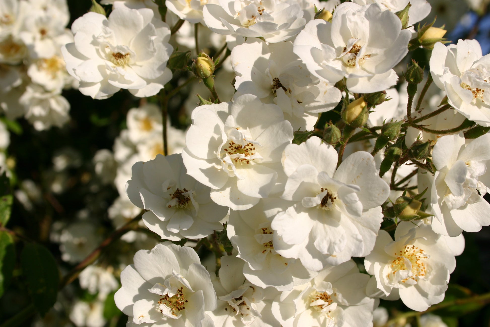 Weiße Rosen mit zarten Blütenblättern und gelber Mitte, umgeben von grünem Laub, füllen den sommerlichen Garten der Königlichen Gartenakademie - sehen Sie ihre Schönheit während der Mi. 24.06.2026 | 17-18 Uhr ABENDLICHTFÜHRUNG "Duft im sommerlichen Garten".