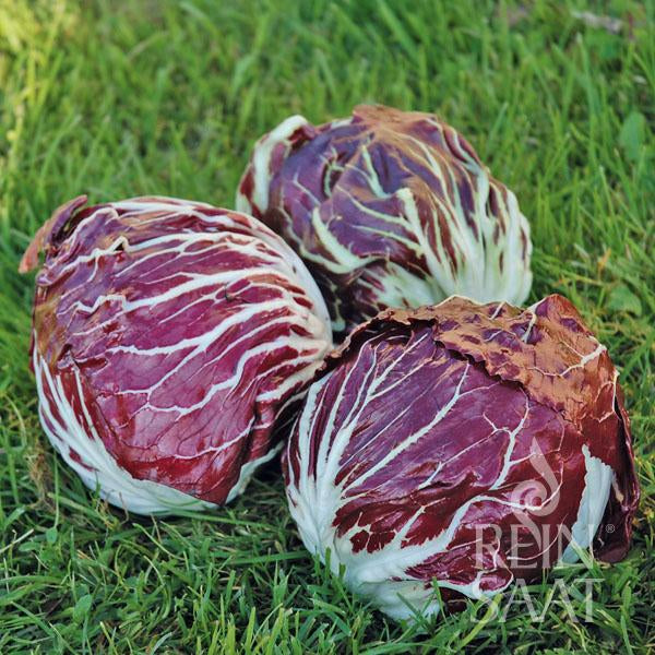 Drei Köpfe von Reinsaat | Radicchio 'Palla rossa Vinci TT' mit tiefroten und weißen Blättern der Marke Reinsaat liegen auf grünem Gras.