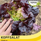 Eine Hand berührt einen dunkelroten Salatkopf in der Erde. Etikett: Thompson & Morgan | Kopfsalat 'Oakus' - dunkelroter, widerstandsfähiger Salat, ideal als Beilagensalat. Marke: Thompson und Morgan.
