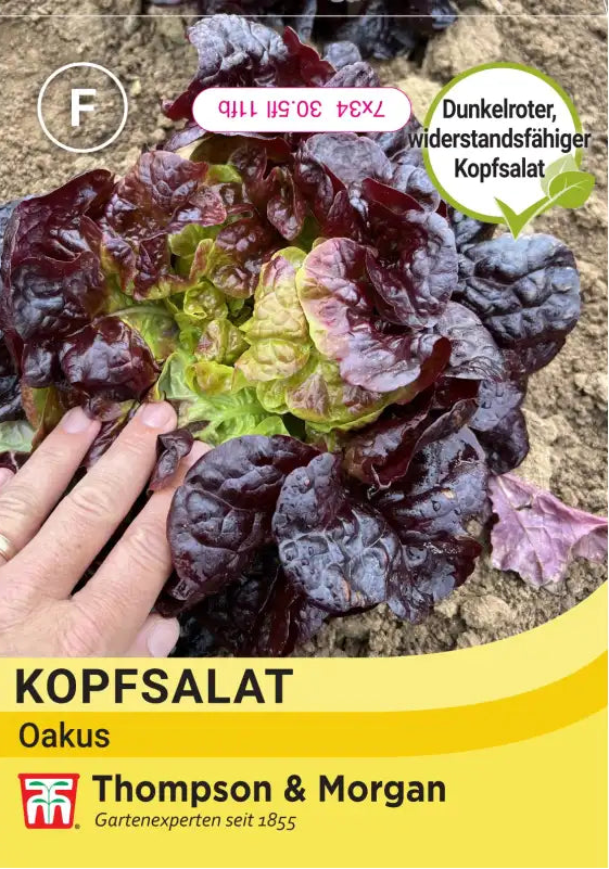 Eine Hand berührt einen dunkelroten Salatkopf in der Erde. Etikett: Thompson & Morgan | Kopfsalat 'Oakus' - dunkelroter, widerstandsfähiger Salat, ideal als Beilagensalat. Marke: Thompson und Morgan.