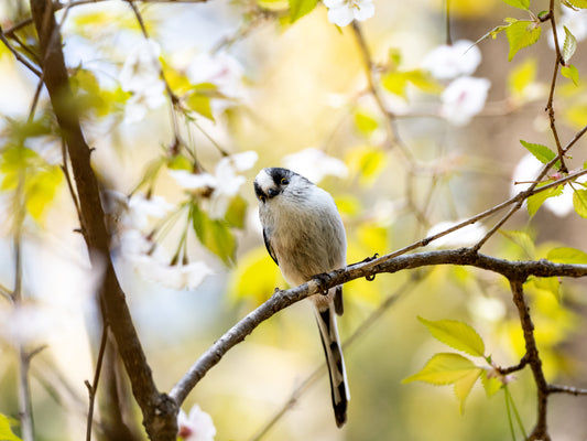 Ein kleiner weiß-grauer Vogel sitzt inmitten von grünen Blättern und Blüten. Er symbolisiert die Vorteile der Anpflanzung und Pflege von Vogelschutzhecken für die biologische Vielfalt, wie sie im Halbtagskurs der Königlichen Gartenakademie am 14.03.2026 gelehrt werden.