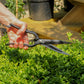Eine Person hält die Niwaki 'Sentei Topiary Clippers' Buchsbaumschere über grünem Strauchwerk, bereit zum Schneiden. Topfpflanzen und Holzregale im Hintergrund erinnern an einen Garten oder eine Gärtnerei, die sich auf präzise Formgebungsarbeiten konzentriert.