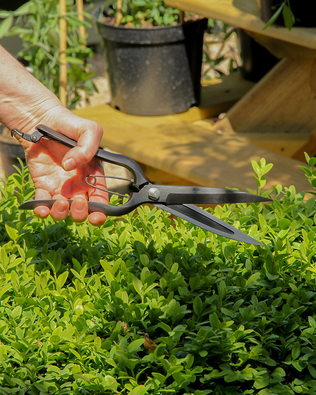 Eine Person hält die Niwaki 'Sentei Topiary Clippers' Buchsbaumschere über grünem Strauchwerk, bereit zum Schneiden. Topfpflanzen und Holzregale im Hintergrund erinnern an einen Garten oder eine Gärtnerei, die sich auf präzise Formgebungsarbeiten konzentriert.