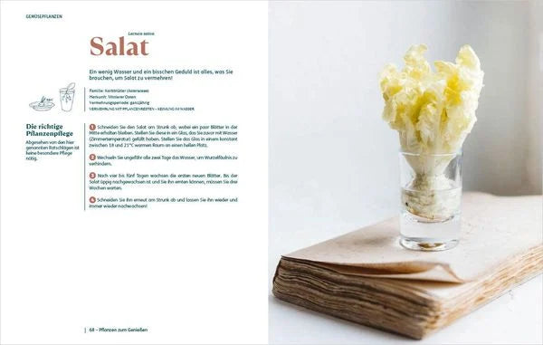 Ein Salatkopf steht aufrecht in einem Glas Wasser auf einem geschlossenen Buch, "So einfach ist Pflanzenvermehrung" vom Bassermann Verlag, neben einer illustrierten deutschen Seite mit Tipps. Die minimale Einrichtung ist hell und frisch.