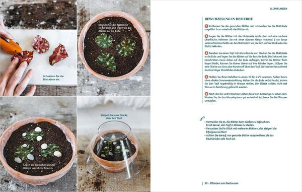 Vier Bilder aus dem Buch "So einfach ist Pflanzenvermehrung" des Bassermann Verlags zeigen Vermehrungsmethoden für 60 Nutz- und Zimmerpflanzen, wobei rechts eine deutsche Schritt-für-Schritt-Anleitung zu sehen ist.