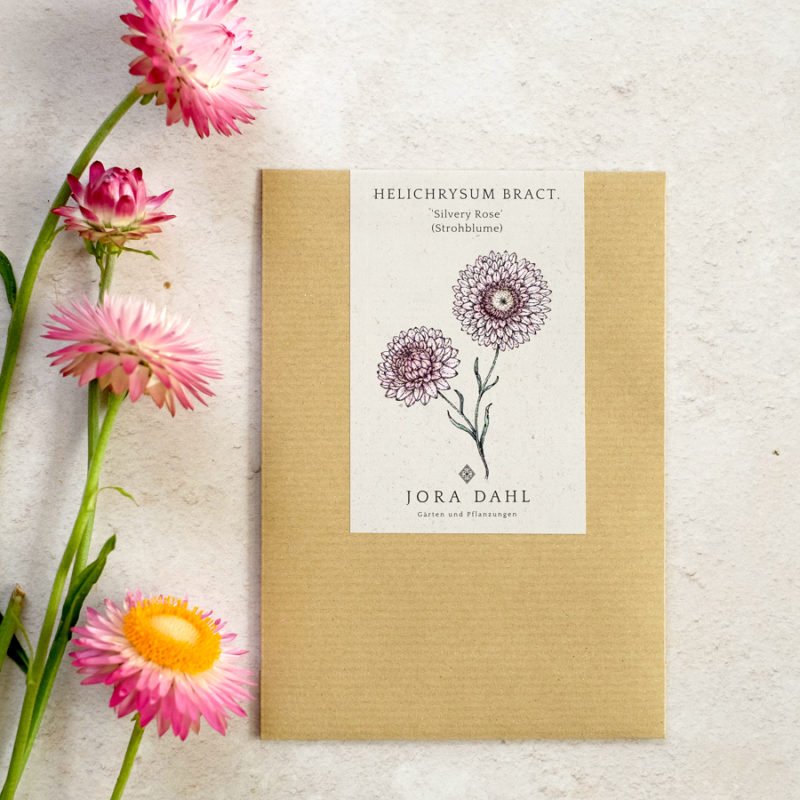 Ein brauner Umschlag mit der Aufschrift Jora Dahl | Helichrysum bracteatum 'Silvery Rose' (Strohblume) liegt auf einer hellen Fläche neben drei rosafarbenen Strohblumen mit gelber Mitte und einer botanischen Illustration.