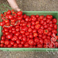 Eine Person hält eine Traube roter ReinSaat | Tomate 'Marglobe' über einer grünen Kiste mit kleinen, unregelmäßig geformten Tomaten von Reinsaat, die frisch aus Freilandanbau auf einer Kiesfläche geerntet wurden.