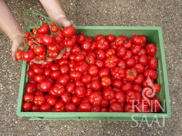 Eine Person hält eine Traube roter ReinSaat | Tomate 'Marglobe' über einer grünen Kiste mit kleinen, unregelmäßig geformten Tomaten von Reinsaat, die frisch aus Freilandanbau auf einer Kiesfläche geerntet wurden.