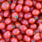 Ein großer Haufen leuchtend roter, ovaler 'Principe Borghese'-Tomaten von Reinsaat, mit grünen Stielen und dicht aneinander gepackt. Ideal als reichtragende Buschtomate für Topfkultur. In der rechten unteren Ecke ist das Reinsaat-Logo zu sehen.