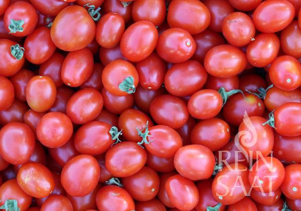 Ein großer Haufen leuchtend roter, ovaler 'Principe Borghese'-Tomaten von Reinsaat, mit grünen Stielen und dicht aneinander gepackt. Ideal als reichtragende Buschtomate für Topfkultur. In der rechten unteren Ecke ist das Reinsaat-Logo zu sehen.