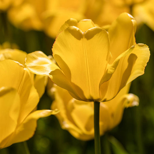 Nahaufnahme einer leuchtenden Tulipa 'Apeldoorn' (Darwin-Tulpe) von Weijers in voller Blüte, umgeben von anderen Exemplaren im sanften Sonnenlicht. Blütezeit: April–Mai. Die Schönheit der Blume kommt besonders gut zur Geltung, da der unscharfe Hintergrund die zarten gelben Blütenblätter der Hauptblüte hervorhebt.