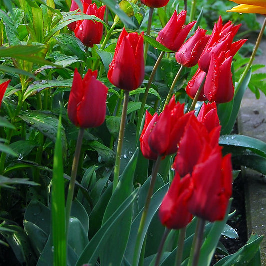 Eine Gruppe von Tulipa 'Ile de France' – Triumph-Tulpen von Weijers – mit grünen Blättern und Stielen, die von Wassertropfen glitzern, wächst in einem üppigen Aprilgarten inmitten von Grün und mit einem Hauch gelber Blütenblätter im Hintergrund.