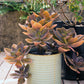 Ein gerippter, cremefarbener Topf hält eine große Sukkulente auf einem Holzdeck - eine ideale Winterbepflanzung, inspiriert durch den Workshop "Der Balkon im Herbst" der Königlichen Gartenakademie (Fr. 25.09.2026 | 10-12 Uhr) - neben einem schwarzen Pflanzgefäß in einer Outdoor-Szene.