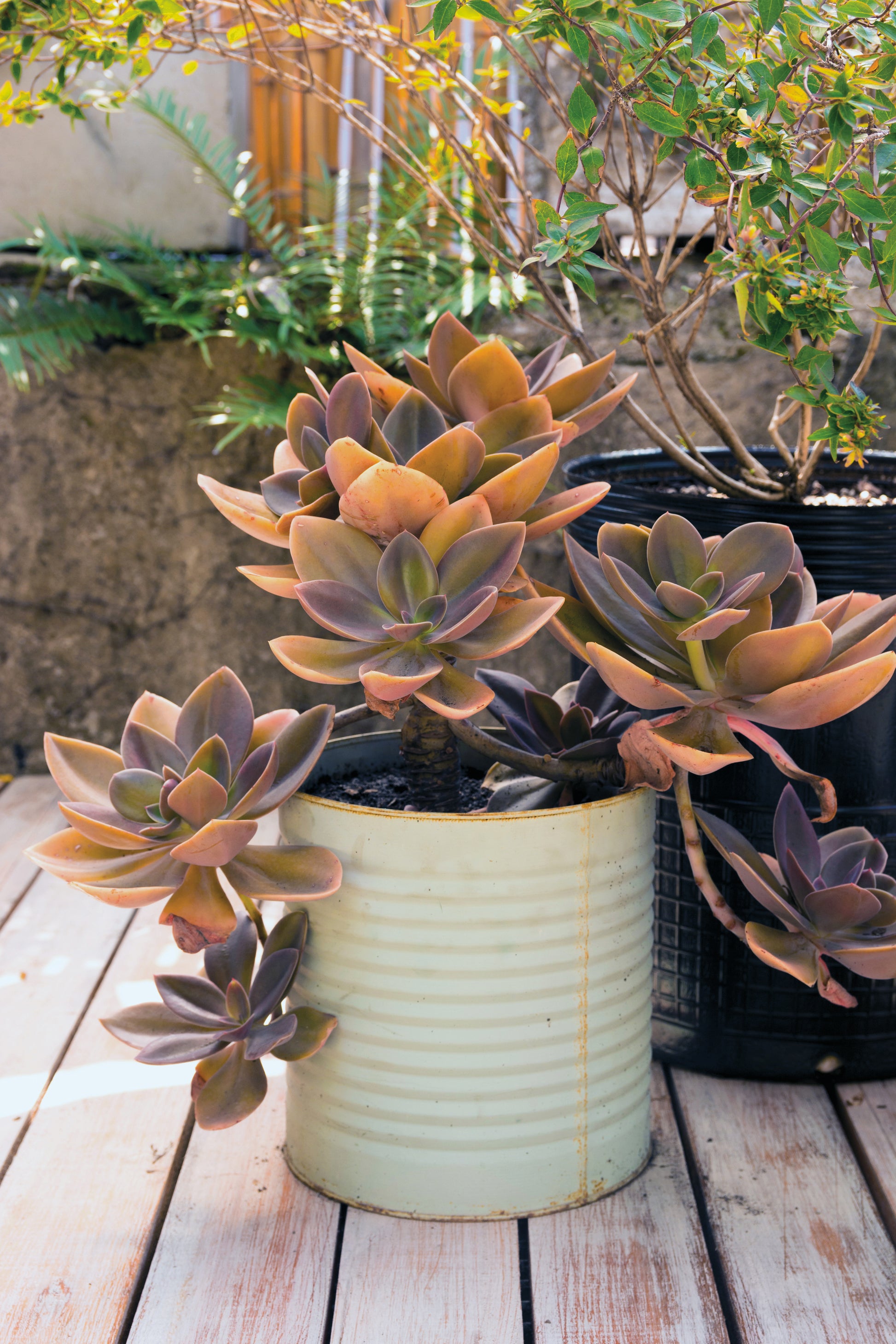 Ein gerippter, cremefarbener Topf hält eine große Sukkulente auf einem Holzdeck - eine ideale Winterbepflanzung, inspiriert durch den Workshop "Der Balkon im Herbst" der Königlichen Gartenakademie (Fr. 25.09.2026 | 10-12 Uhr) - neben einem schwarzen Pflanzgefäß in einer Outdoor-Szene.
