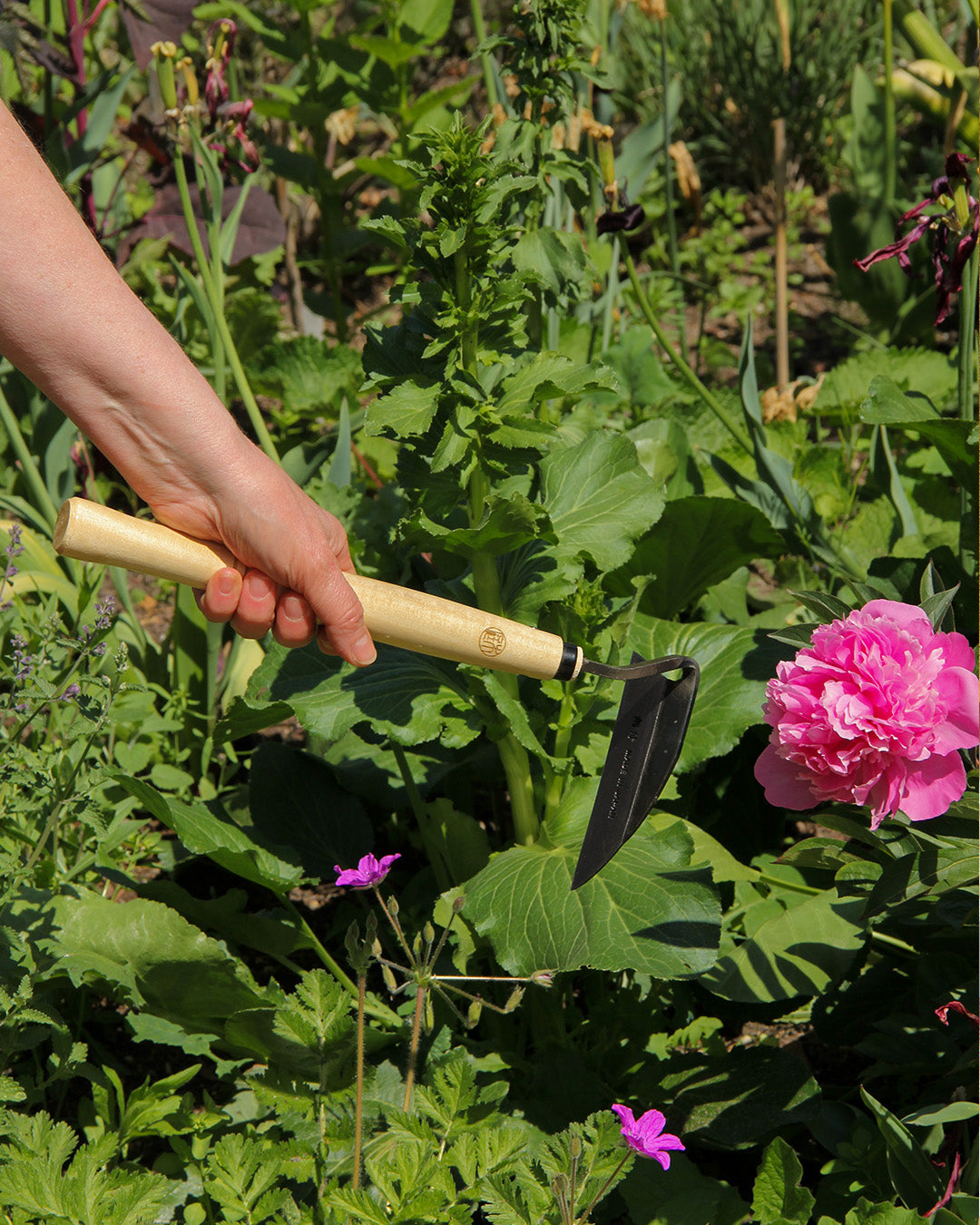 Die Niwaki | 'Unkrauthacke' Jäthacke für Rechts- und Linkshänder mit Holzgriff und schwarzer Klinge wird in der Nähe von grünen Pflanzen und blühenden rosa Blumen zum Entfernen von Unkraut im Garten eingesetzt.