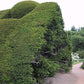Eine üppige, abgerundete Hecke säumt einen Gartenweg und ist ein Beispiel für klassisches Design. Sehen Sie dies und mehr beim Halbtageskurs "Frischer Wind für alte Gärten" der Königlichen Gartenakademie (Fr. 31.10.2026 | 10.00-13.00 Uhr) und lassen Sie sich von alten Gärten inspirieren.