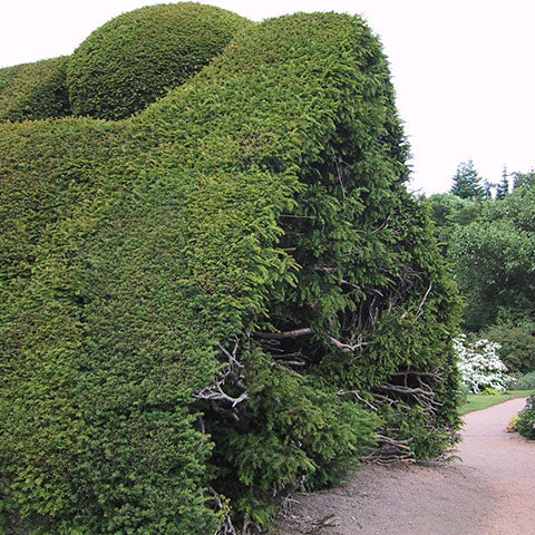 Eine üppige, abgerundete Hecke säumt einen Gartenweg und ist ein Beispiel für klassisches Design. Sehen Sie dies und mehr beim Halbtageskurs "Frischer Wind für alte Gärten" der Königlichen Gartenakademie (Fr. 31.10.2026 | 10.00-13.00 Uhr) und lassen Sie sich von alten Gärten inspirieren.
