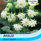 Akelei Green Apples - Königliche Gartenakademie