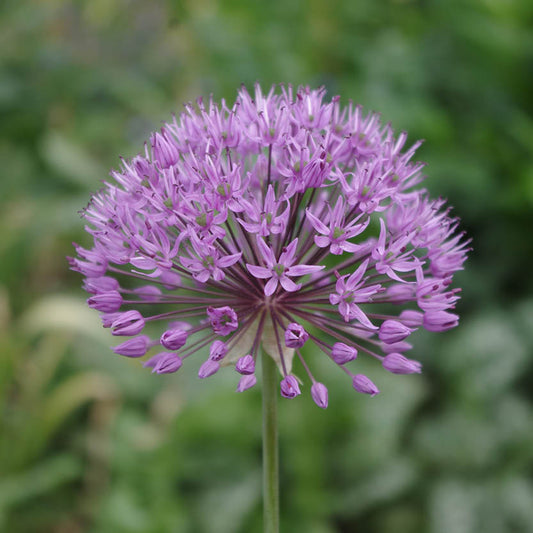 Eine Nahaufnahme des Weijers Allium 'aflatunense' Zierlauchs zeigt seine runde, violett-purpurfarbene Blüte mit vielen kleinen sternförmigen Blüten vor einem verschwommenen grünen Hintergrund.