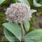 Allium karataviense - Königliche Gartenakademie