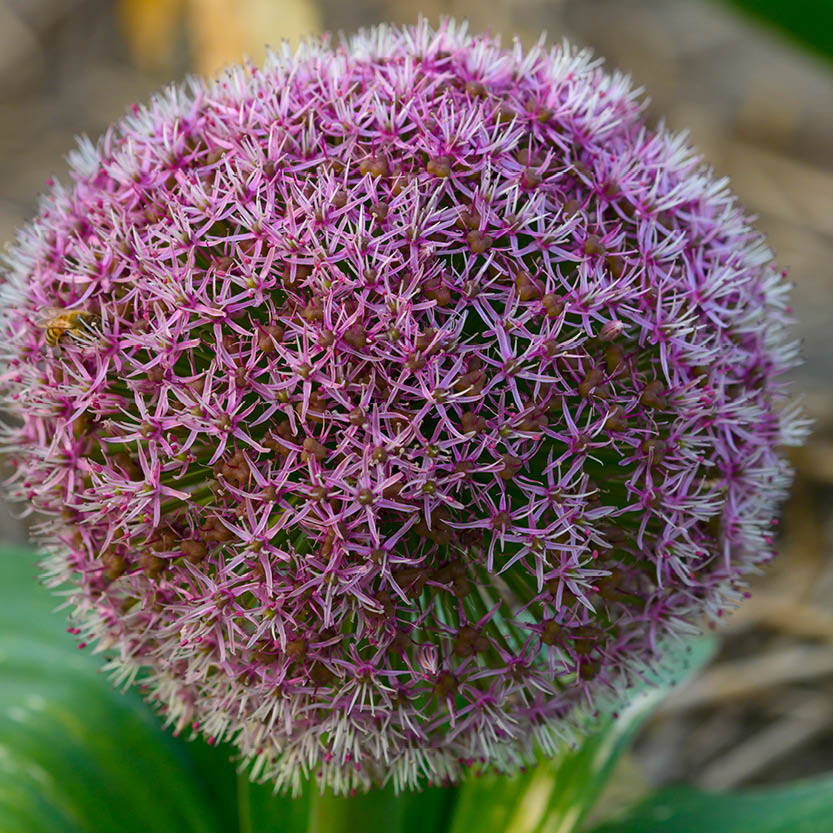Eine Nahaufnahme von Allium karataviense ‚Red Giant Star‘ (Blauzungen-Lauch) von Weijers: eine runde, purpurrote Blüte mit vielen sternförmigen Blüten, eine Biene auf der linken Seite, insektenfreundlich, grüne Blätter und ein unscharfer Hintergrund.