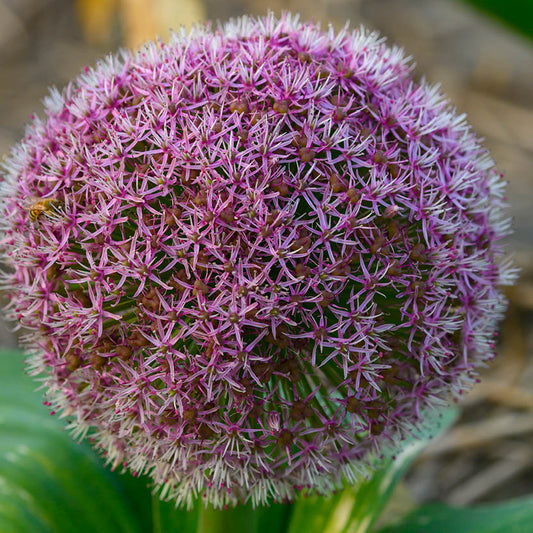 Eine Nahaufnahme des Blauzungen-Lauchs Allium karataviense 'Red Giant Star' von Weijers zeigt kleine, sternförmige violette Blüten mit grünen Blättern am Fuß sowie eine Biene, die die insektenfreundliche Blüte vor einem unscharfen Hintergrund besucht.