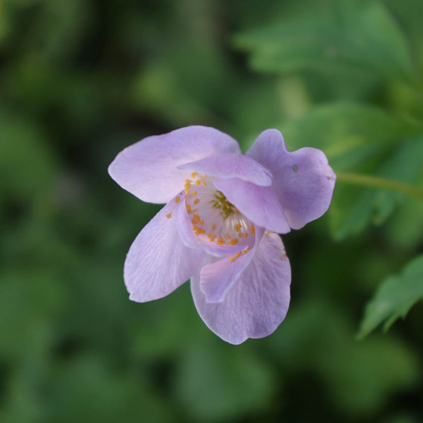 Eine Nahaufnahme von Anemone nem. 'Robinsoniana' Blaues Buschwindröschen von Weijers zeigt blauviolette Blütenblätter und gelbe Staubgefäße vor einem zartgrünen Hintergrund - ein herrlicher Schattenschatz für Ihren Garten.
