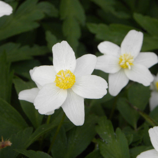 Nahaufnahme der Anemone nemorosa von Weijers, die weiße Blüten mit gelben Blütenkernen und dunkelgrünem Laub zeigt – ein wahrer Schattenschatz für Ihren Garten.