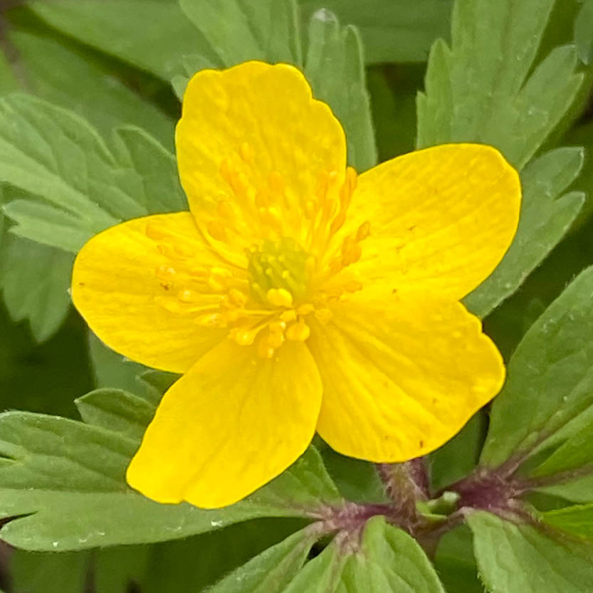 Nahaufnahme einer Anemone ranunculoides – „Gelbes Windröschen“ von Weijers –, die ihre leuchtend gelbe, fünfblättrige Blüte mit grüner Mitte zeigt, die sich lebhaft vom üppigen grünen Laub abhebt.