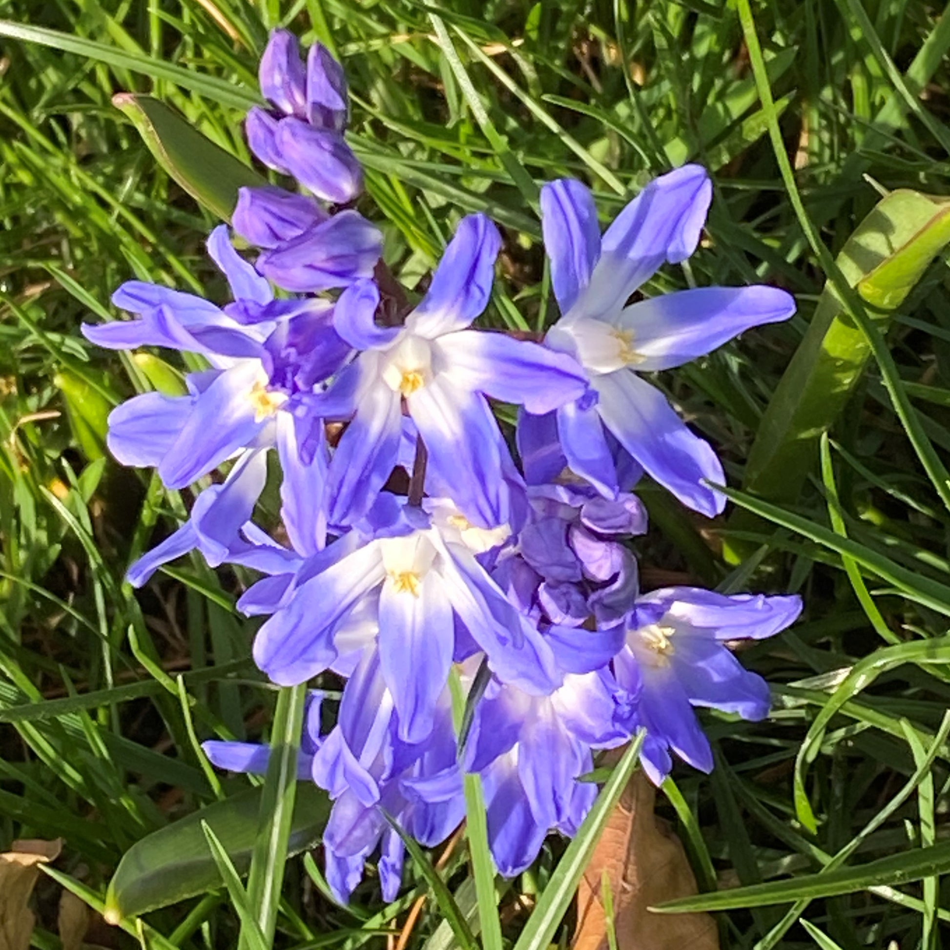 Die Chionodoxa forbesii ‚Blue Giant‘ (Schneestolz) von Weijers besticht durch sternförmige, himmelblaue und weiße Blüten, die von März bis April zwischen grünem Gras leuchten und im Sonnenlicht strahlen.