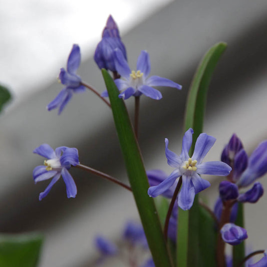 Die Weijers Chionodoxa sardensis (Sternhyazinthe) besticht durch dunkelblaue, sechsblättrige Blüten mit gelben Blütenmitten und langen grünen Blättern. Sie blüht von Februar bis März und bringt Farbe in den Garten vor einem trüben grauen Hintergrund.