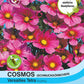 Cosmos (Schmuckkörbchen) Versailles Tetra - Königliche Gartenakademie