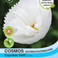 Schmuckkörbchen Cupcake Weiß (Cosmos) - Königliche Gartenakademie