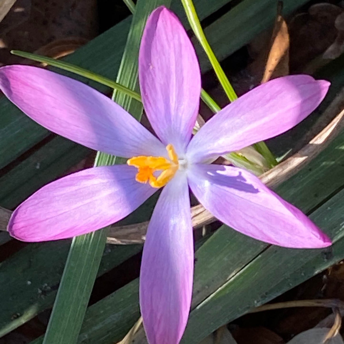 Eine Nahaufnahme des Dalmatiner-Krokus (Crocus tommasinianus ‚Roseus‘) von Weijers zeigt seine sechsblättrige, violett-rosa Blüte mit gelb-orangefarbenen Staubblättern inmitten von grünen Blättern und braunem Laub – ideal für naturnahe Bepflanzungen.