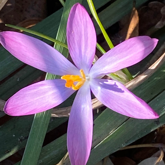 Eine Nahaufnahme des Dalmatiner-Krokus (Crocus tommasinianus ‚Roseus‘) von Weijers zeigt seine sechsblättrige, violett-rosa Blüte mit gelb-orangefarbenen Staubblättern inmitten von grünen Blättern und braunem Laub – ideal für naturnahe Bepflanzungen.