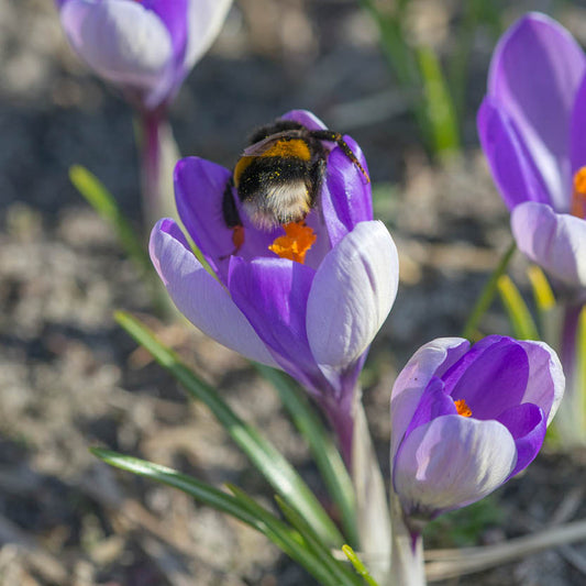 Eine Hummel sammelt Nektar von einem blühenden Krokus „Yalta“ – „Botanischer Krokus“ von Weijers –, umgeben von anderen insektenfreundlichen Krokussen und grünem Gras im Freien.