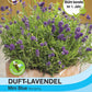 Duft Lavendel Mini Blue - Königliche Gartenakademie