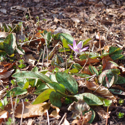 Die lila Blüte des Erythronium dens-canis 'Lilac Wonder' Hundszahn von Königliche Gartenakademie erscheint zwischen grünen, gesprenkelten Blättern und trockenem Laub im Wald, vom Sonnenlicht sanft beschienen.