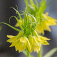 Eine Nahaufnahme von zwei Fritillaria ‚Early Passion‘ – Gelbe Kaiserkrone von Weijers – mit leuchtend gelben, herabhängenden Blütenblättern und hohen grünen Blättern vor einem sanft unscharfen Hintergrund bringt diese frühblühende Schönheit besonders gut zur Geltung.
