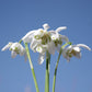 Nahaufnahme mehrerer Galanthus nivalis ‚Flore Pleno‘ (Gefülltes Schneeglöckchen) von Weijers, deren grüne Stiele sich vor einem strahlend blauen Himmel abheben. Ihre zarten, gefüllten Blütenblätter setzen einen anmutigen Akzent und eignen sich ideal, um schattige Gärten zu verschönern.