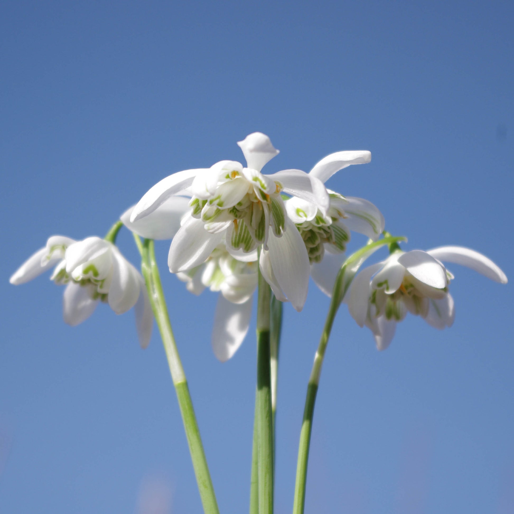 Nahaufnahme mehrerer Galanthus nivalis ‚Flore Pleno‘ (Gefülltes Schneeglöckchen) von Weijers, deren grüne Stiele sich vor einem strahlend blauen Himmel abheben. Ihre zarten, gefüllten Blütenblätter setzen einen anmutigen Akzent und eignen sich ideal, um schattige Gärten zu verschönern.