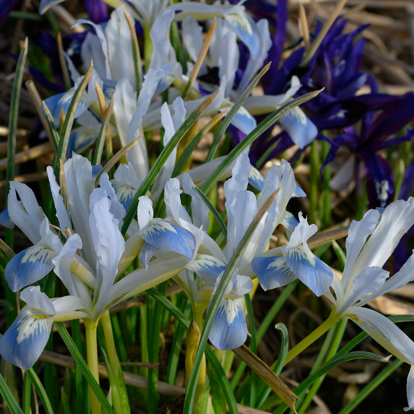 Eine Gruppe von Weijers-Netz-Iris (Iris retic. 'Frozen Planet') mit weiß-blau schimmernden Blütenblättern und grünen Blättern, eingebettet in getrocknetes Gras und violette Iris, spiegelt die frühe Schönheit der Monate März und April wider.