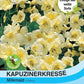 Kapuzinerkresse Milkmaid - Königliche Gartenakademie