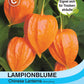 Lampionblume Physalis gigantea Chinese Lanterns - Königliche Gartenakademie