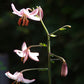 Ein hoher Stiel von Lilium martagon ‚Pink Morning‘ (Türkenbund-Hybride) von Sam van Schooten besticht durch zartrosa Blüten und Knospen vor einem dunklen Hintergrund – einige sind bereits vollständig geöffnet, andere noch geschlossen – und eignet sich ideal für insektenfreundliche Gärten.