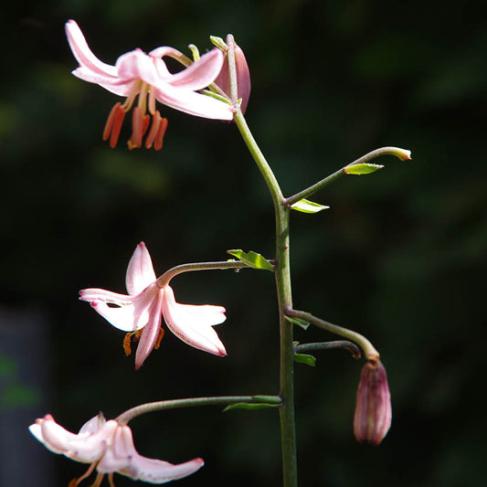 Eine Nahaufnahme der Lilium martagon ‚Pink Morning‘ von Sam van Schooten zeigt hohe grüne Stiele mit zartrosa Blüten und Knospen – teils geöffnet, teils geschlossen –, die vor einem dunklen, unscharfen Hintergrund ein elegantes, insektenfreundliches Bild ergeben.
